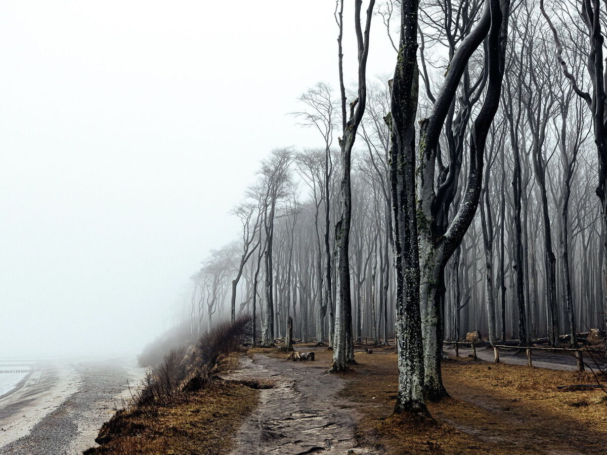 Küstenwald im Nebel, sandiger Pfad am Strand, hohe kahle Bäume entlang der Dünen