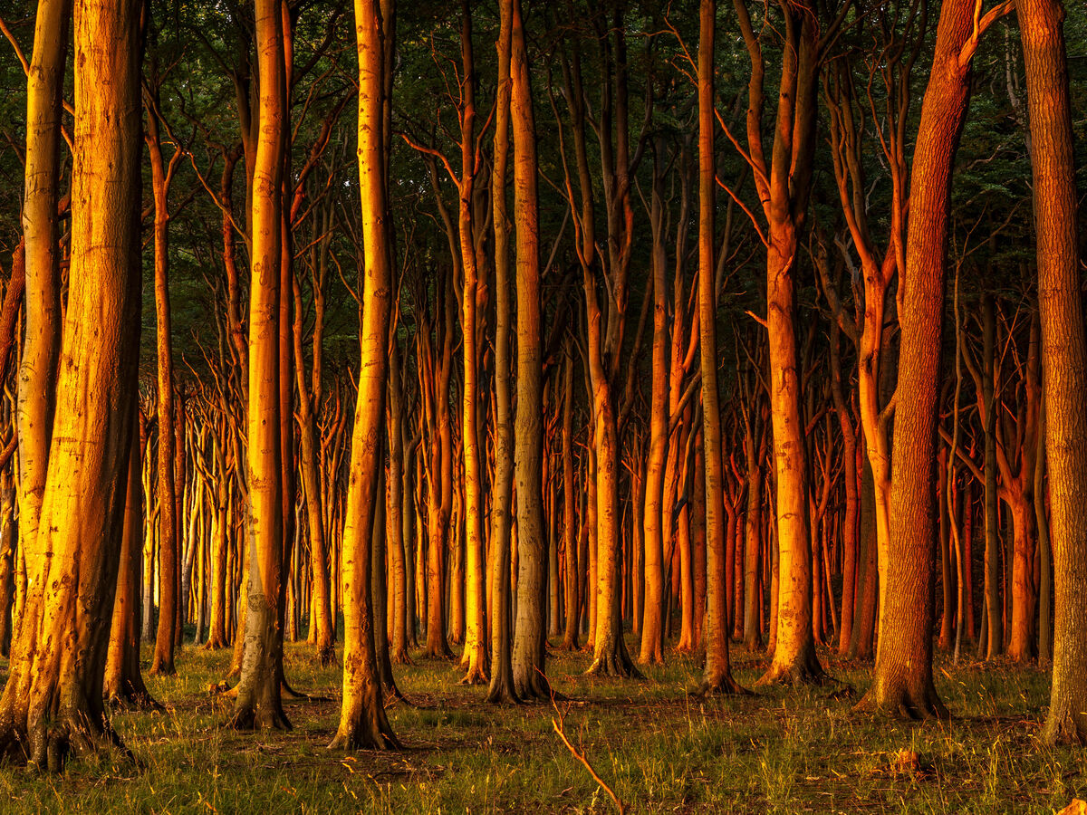 Gerade Stämme stehen dicht im Wald, warmes Abendlicht färbt die Bäume goldgelb, zartes Gras liegt am Boden