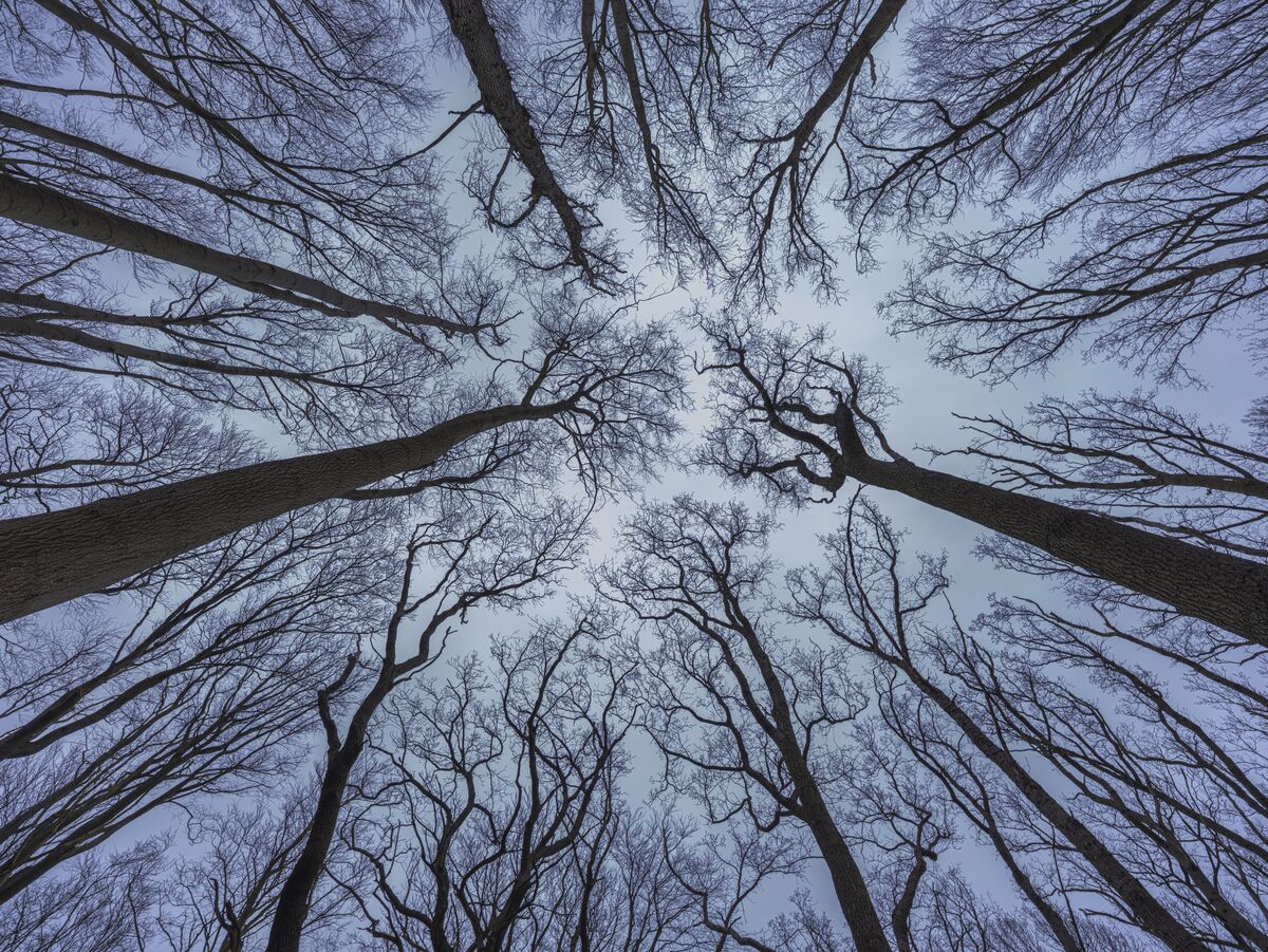 Blick nach oben in einen Wald, blattlose Äste bilden Linien am hellen Himmel, hohe Stämme ringsum