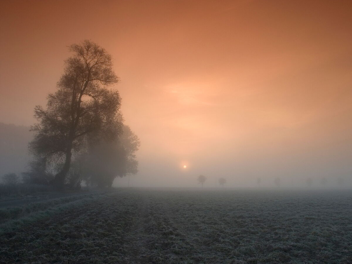Nebelverhangene Wiese mit Bäumen, durch die das orange Licht der tiefstehenden Sonne dringt.