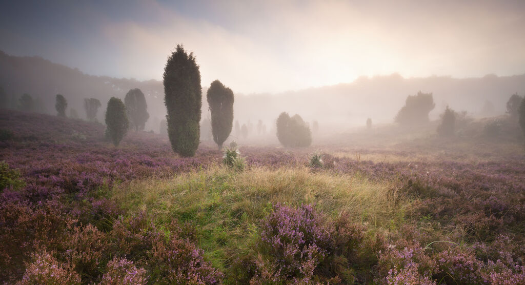 Lüneburger Heide im Morgennebel mit blühender Heide, grünen Wacholderbüschen und sanften Hügeln im Hintergrund